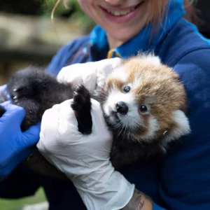 Billets Zoo de Beauval promotions CE CSE – saison 2025